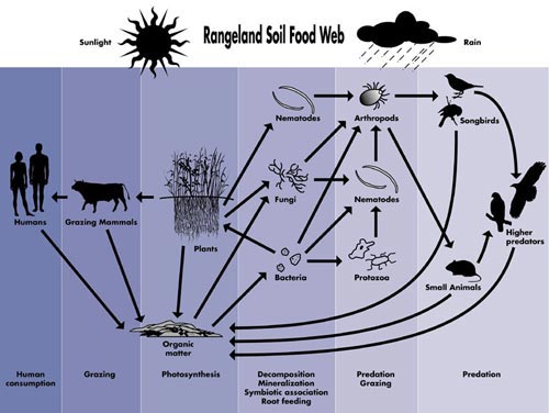 2: A typical food web