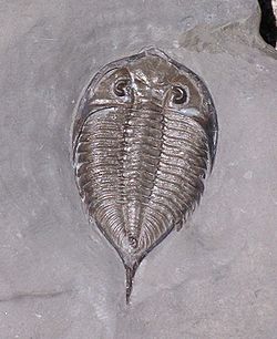 Fossile di un trilobita